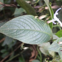 Barleria vestita T.Anderson